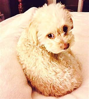 creme white maltipoo puppy with big eyes sleeping on the couch