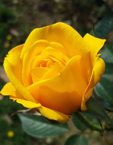 Yellow rose