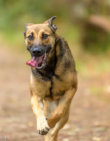Malinois en pleine course