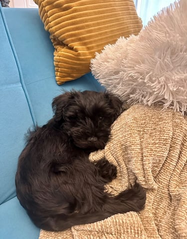 Gigi sur son canapé