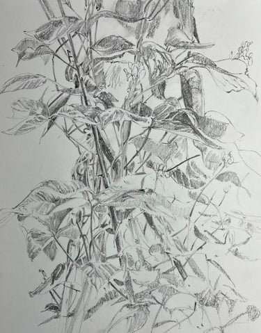 A2 graphite drawing: Bean wigwam