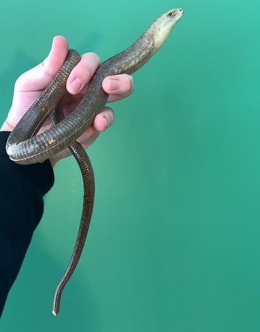 European legless lizard
