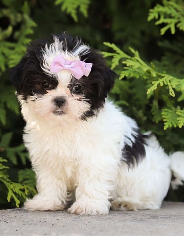 Puppies for Sale