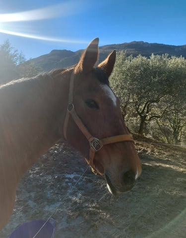 Red brown horse, roodbruin paard