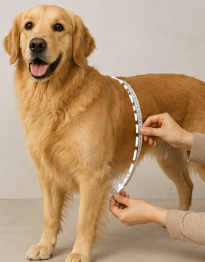 Una persona utiliza una cinta métrica para medir el contorno del pecho de un perro