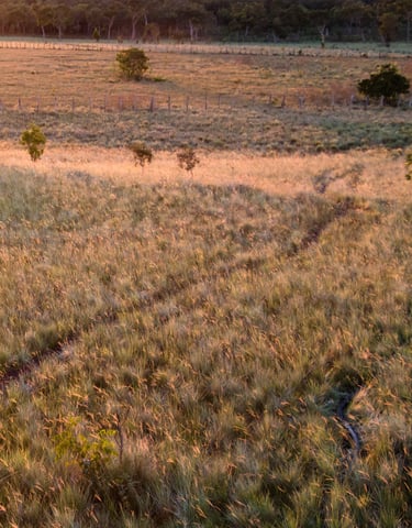 Land for reforestation in Colombia, Terra Forest