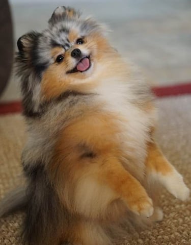 pomerania en venta buenos aires