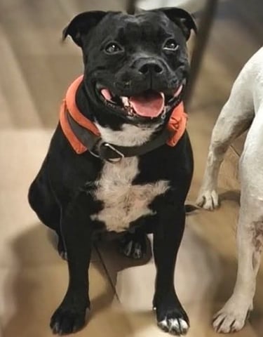 Staffordshire bull terrier femmina nero