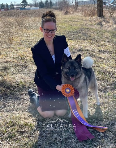 Handler with Norwegian Elkhound and winning rosettes