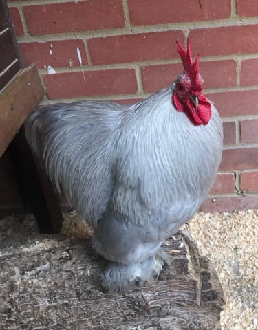 lavender pekin cockeral or rooster showing the colour of the hatching eggs available to purchase 