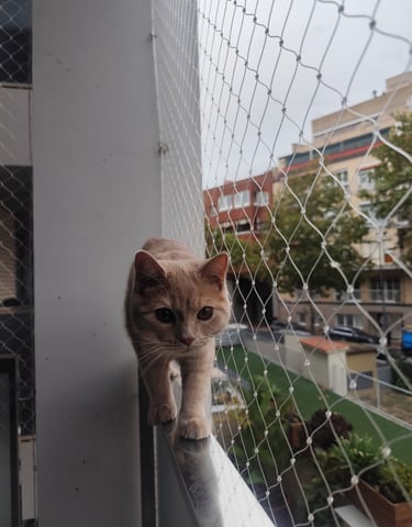 Gato caminando por la barandilla con red protectora en balcon