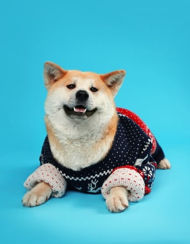 Perro con suéter de navidad con fondo azul