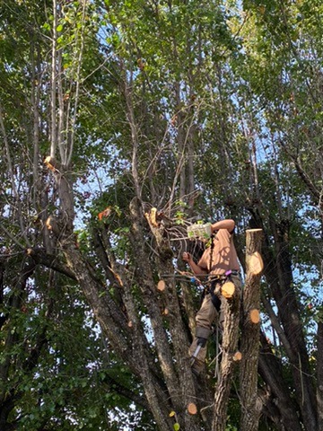 arborist in tree cutting limb with chainsaw