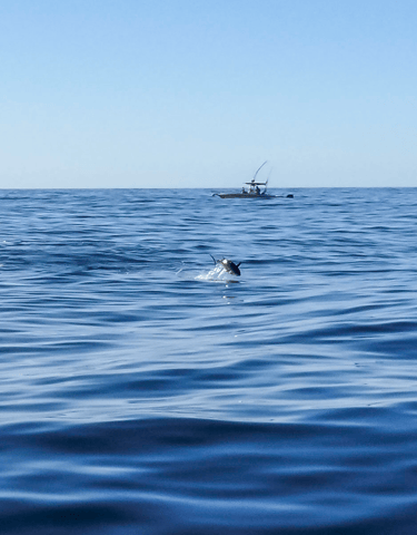 Bluefin tuna jumping out of the water