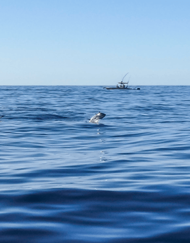 Bluefin tuna jumping out of the water