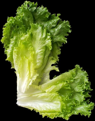 Lettuce