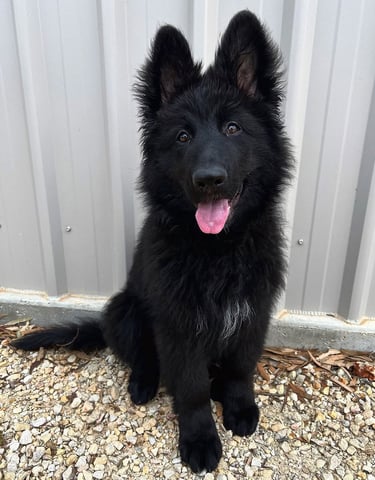 German Shepherd puppies for sale