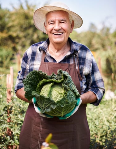 Agricultor sonriente sostiene una col grande fresca en huerto al aire libre