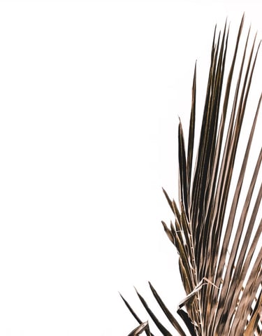 single palm leaf
