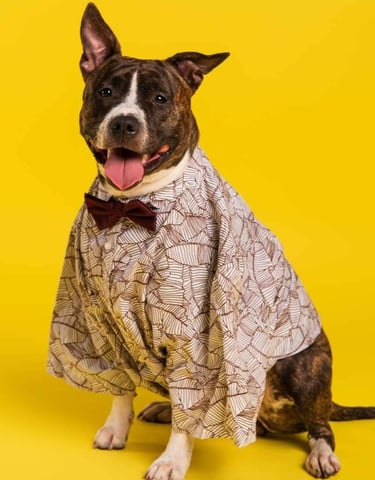 Un perro pitbull atigrado que lleva una camisa de vestir estampada y una pajarita, sobre un fondo am