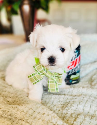 a white puppy Maltese wearing a green bow tie