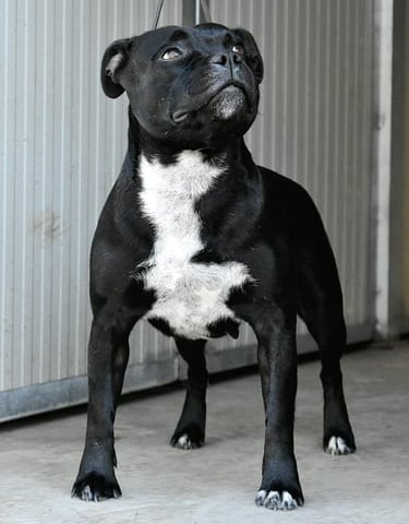 Diva, Femmina di Staffy nero presso Allevamento Grecalestaffs