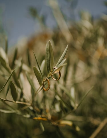 Alliances de mariage sur feuille d'olivier