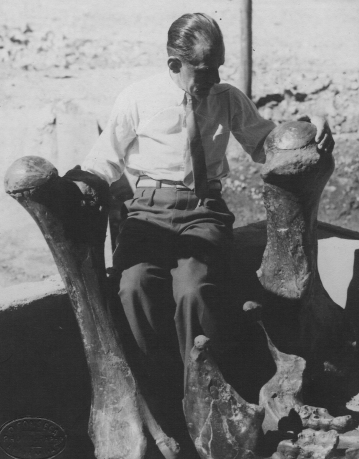 Imagem dos fósseis de megafauna de Araxá: “Fósseis da megafauna de Araxá descobertos sob a Fonte And