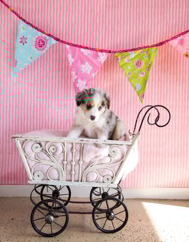 tri blue merle border collie puppies 