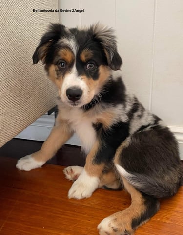 tri blue merle border collie puppies 