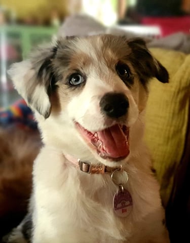 Tri Blue Merle Puppy Border Collie 