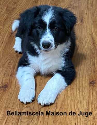 black and white border collie 