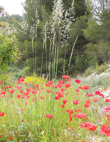 Coquelicots et fleurs de graminée - légèreté et délicatesse