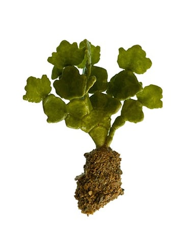 Halimeda macroloba