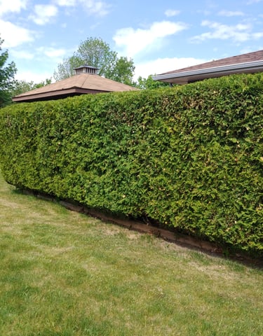 section-image-two