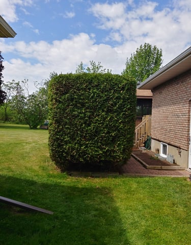 section-image-one