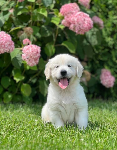 Magnifique chiot golden blanc assis dans un champ de fleurs.
