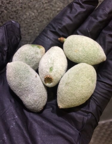 Green Almond!