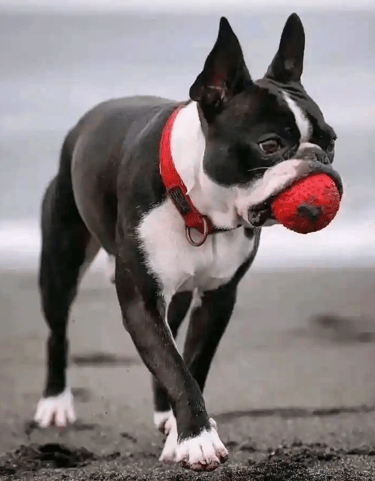 Boston Terrier Blanco y Negro en la playa, con collar rojo y pelota roja - De los Kiris