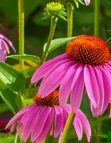 Swallow tail in the echinacea garden.