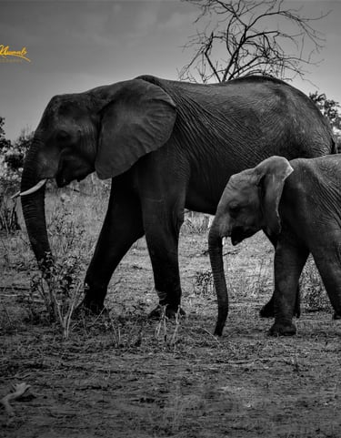 a mother and baby elephant walking in the wild