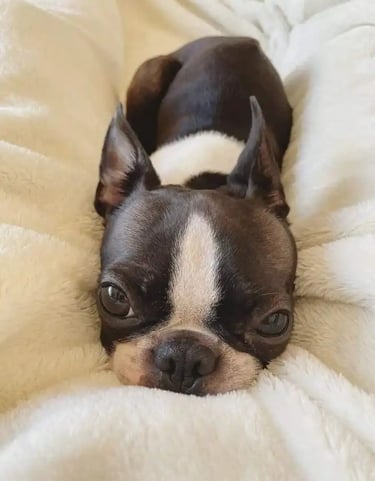 Boston Terrier Blanco y Negro Recostado sobre una cama para perros beige - De los Kiris