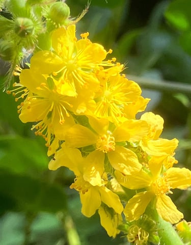 Terapia Holistica, Esencias Florales, Holistic therapy, Flower essence