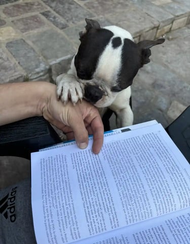 Boston Terrier Blanco y Negro junto a su dueño que esta leyendo y que tiene la pata sobre su mano