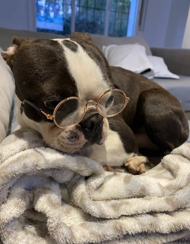 Boston Terrier Blanco y Negro Sobre una manta en el sillon, con unos lentes - De los Kiris