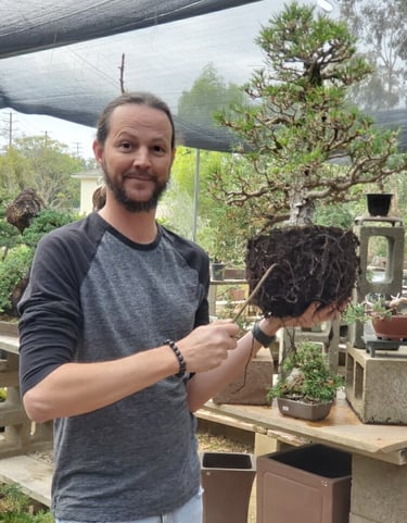 Colin Fraser Purcell repots a pine bosai