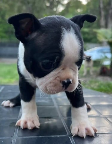 Cria de Boston Terrier Blanco y Negro aprendiendo a caminar conociendo su entorno - de los kiris