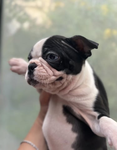 Cria de Boston Terrier, Blanco y Negro, en las manos de una persona - De los Kiris