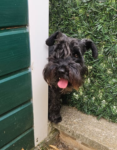 Trudi Schnauzer miniature