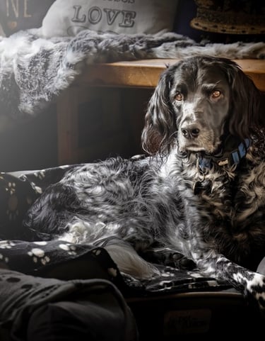 Pet dog sitting for studio photograph